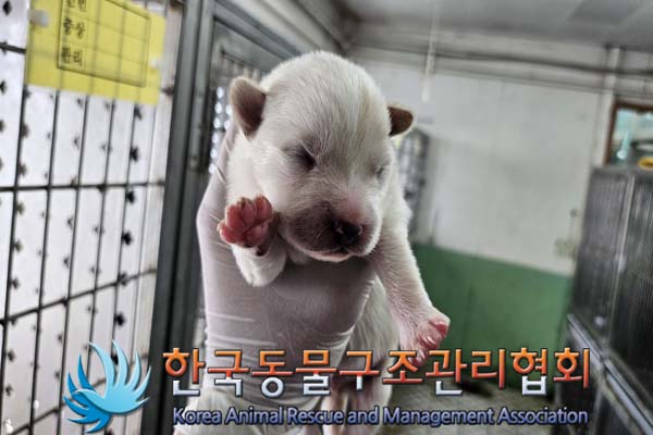 한국동물구조관리협회_441559202400951